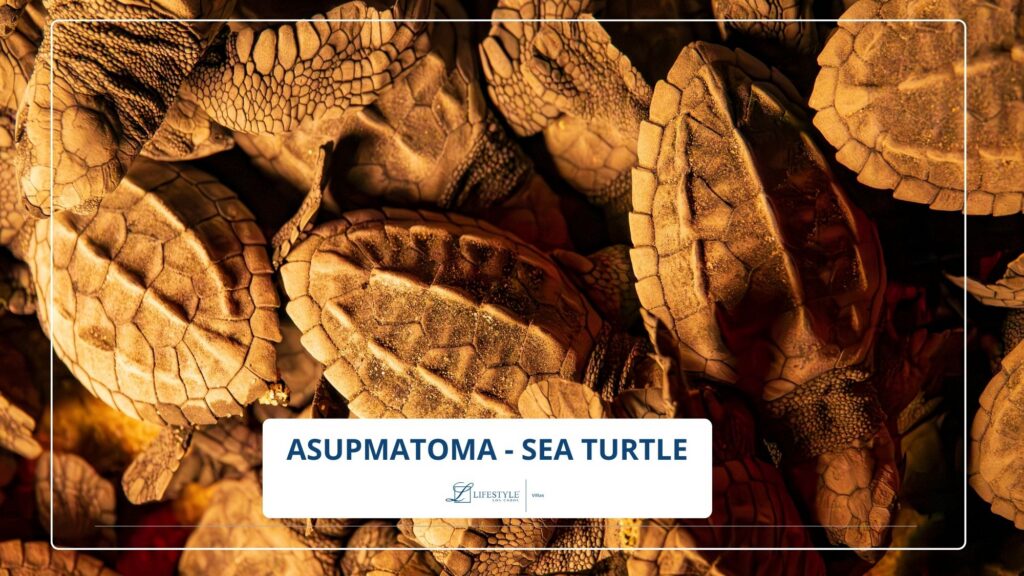 ASUPMATOMA - SEA TURTLE